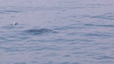 Deniz suya atlama yunuslar 
