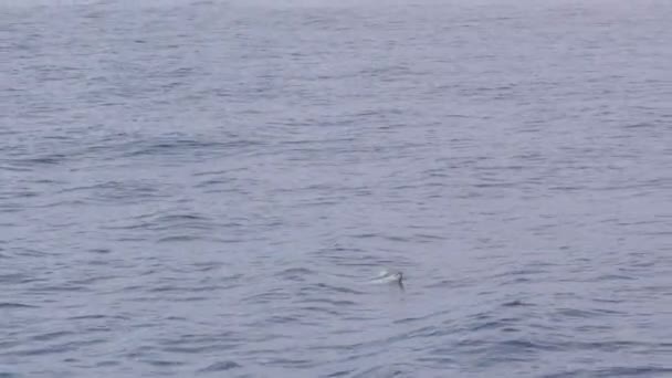 Delfines saltando en el agua de mar — Vídeo de stock