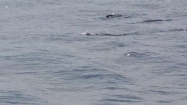 Deniz suya atlama yunuslar 