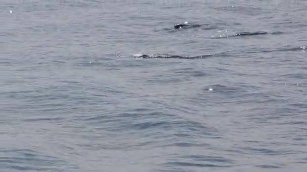 Dolphins jumping in sea water — Stock Video