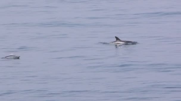 Delfines saltando en el agua de mar — Vídeo de stock