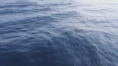 Deniz suya atlama yunuslar 