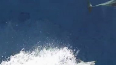 Sualtı Yüzme yunuslar