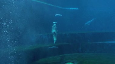 Hava yüzük sualtı yapma bir yunus