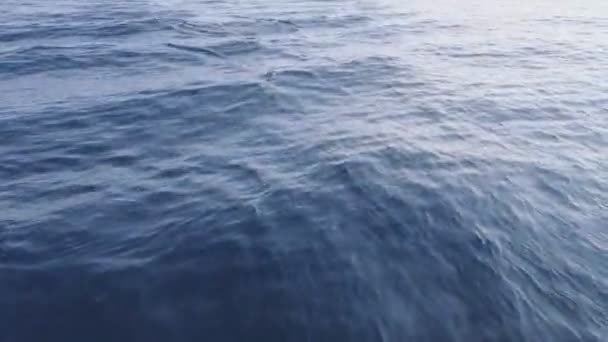 Дельфины, прыгающие в морской воде — стоковое видео