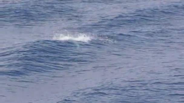 Um golfinho saltando na água do mar — Vídeo de Stock