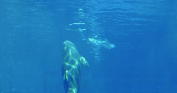 Un delfino che nuota sott'acqua — Video Stock