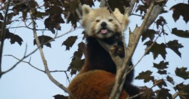 Ağaçta kırmızı bir panda