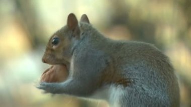 gri sincap fındık yemek 