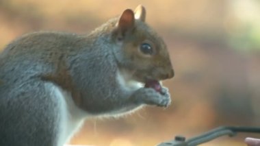 gri sincap fındık yemek 