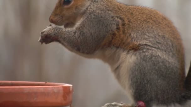 Close up of a grey squirrel — Stock Video