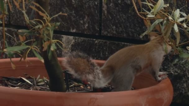 Gros plan d'un écureuil gris — Video