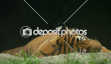 Hayvanat bahçesinde uyku kaplan