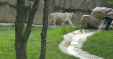 Hayvanat Bahçesi beyaz Bengal kaplanı