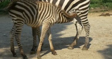 Anne ve bebek zebra