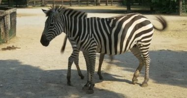 Emzirme, Bebek zebra