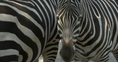 İki zebra yakın çekim