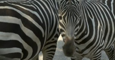 İki zebra yakın çekim