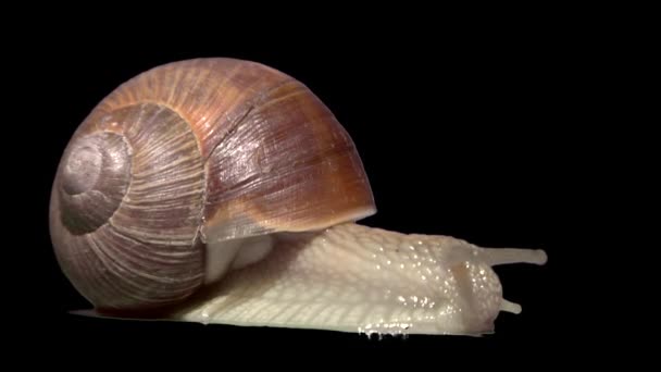 Caracol de jardín aislado con alfa mate — Vídeos de Stock