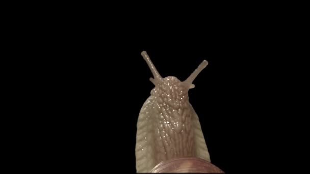 Gartenschnecke mit Alpha-Matte isolieren — Stockvideo