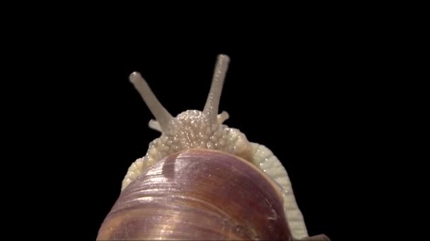 分离与 alpha 遮罩花园里的蜗牛 — 图库视频影像