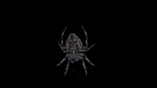 Izolowanie pająk z alfa matowy — Wideo stockowe