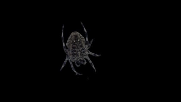 Isoler l'araignée avec alpha mat — Video