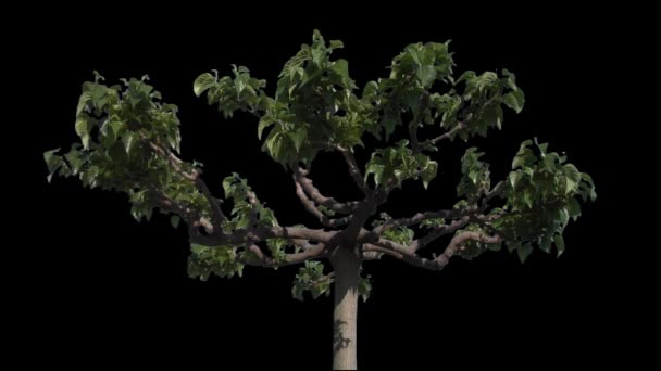 Catalpa-Baum mit Alpha-Matte isolieren — Stockvideo