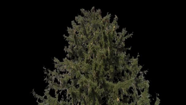 Isolate conifer with alpha matte — Stock Video