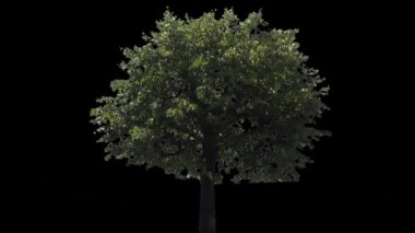 Alfa mat ile ağaç izole