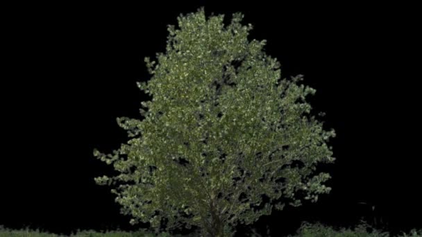 Izolovat strom s alfa matný — Stock video