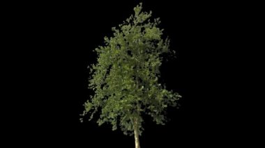 Alfa mat ile ağaç izole