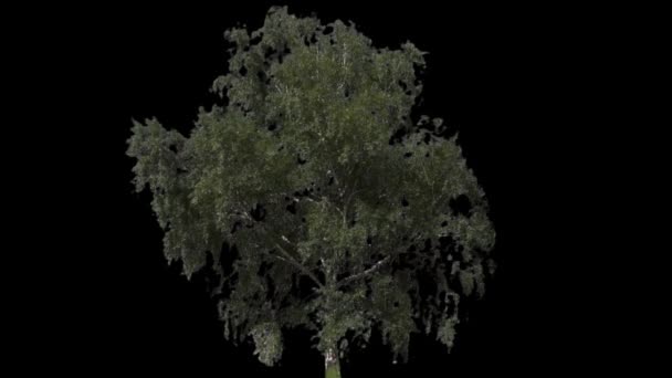 Ізольоване дерево з альфа-матовим — стокове відео
