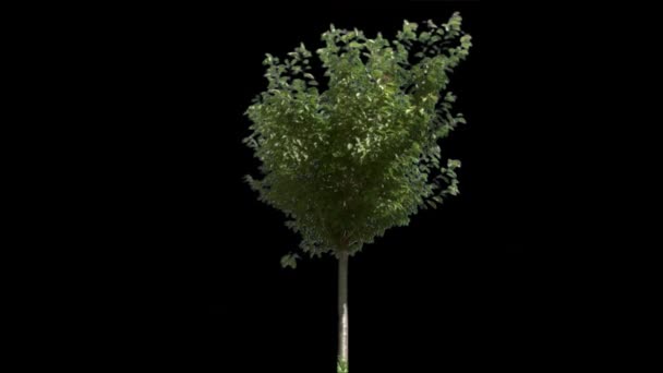 Ізольоване дерево з альфа-матовим — стокове відео