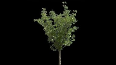 Alfa mat ile ağaç izole