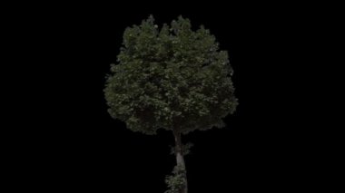 Alfa mat ile ağaç izole