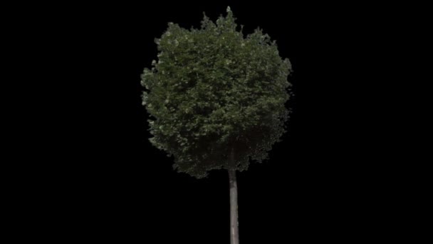 Albero isolato con alfa opaco — Video Stock