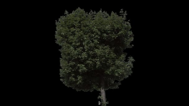 Isoler l'arbre avec alpha mat 