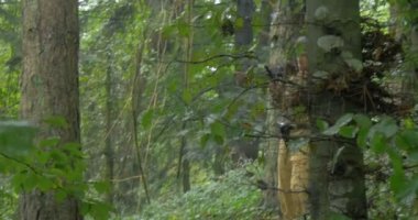 İkinci Dünya Savaşı canlandırma sırasında Alman askeri devriye