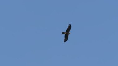 Siyah uçurtma uçan