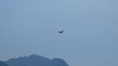 Black Stork Flying