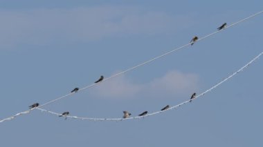 Swallow Pearched Wire