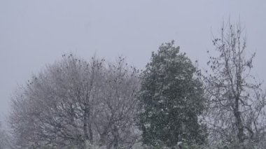 Flock Starling Winter Snow Tree