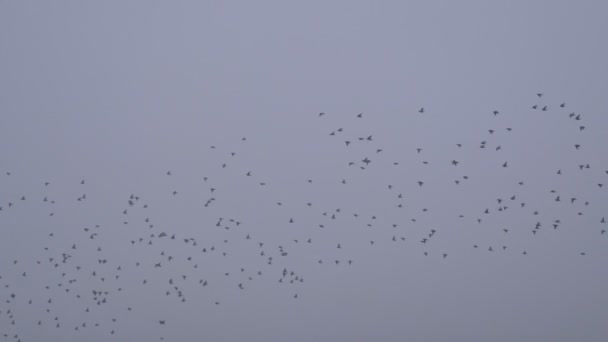 Flock Starling Winter Snow Fly — Stockvideo