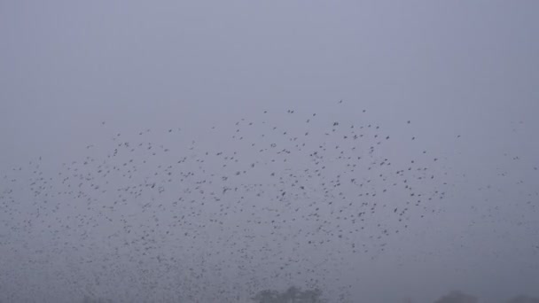 Flock Starling Winter Snow Fly — Stock Video