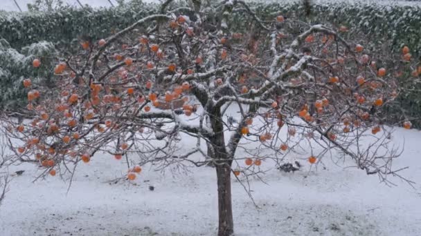 Flock Starling Winter Snow Kaki Tree — Vídeo de Stock
