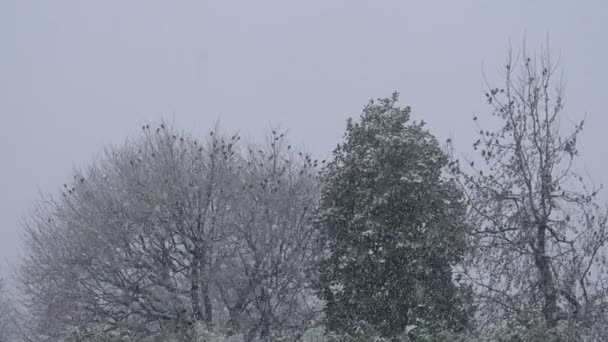 Flock Starling Winter Snow Tree — Vídeos de Stock