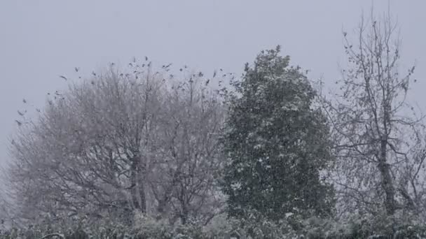 Flock Starling Winter Snow Tree — Stok video