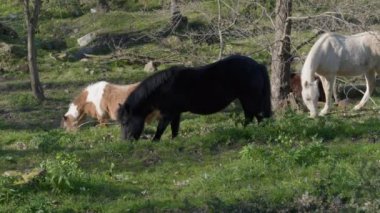 Atlar Vahşi Orman Kapanıyor