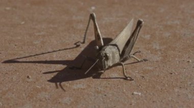 Yaygın bir tarla çekirgesinin (Chorthippus brunneus) kışın gelmesinden önce güneşin son ışınlarında kendisini ısıtması..